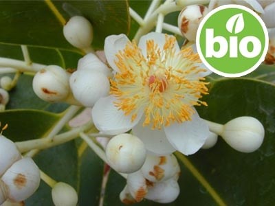 Aceite de Calófilo (Tamanú) 1ª presión BIO