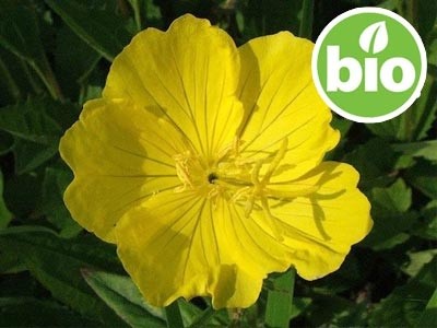 Aceite de Onagra Virgen BIO