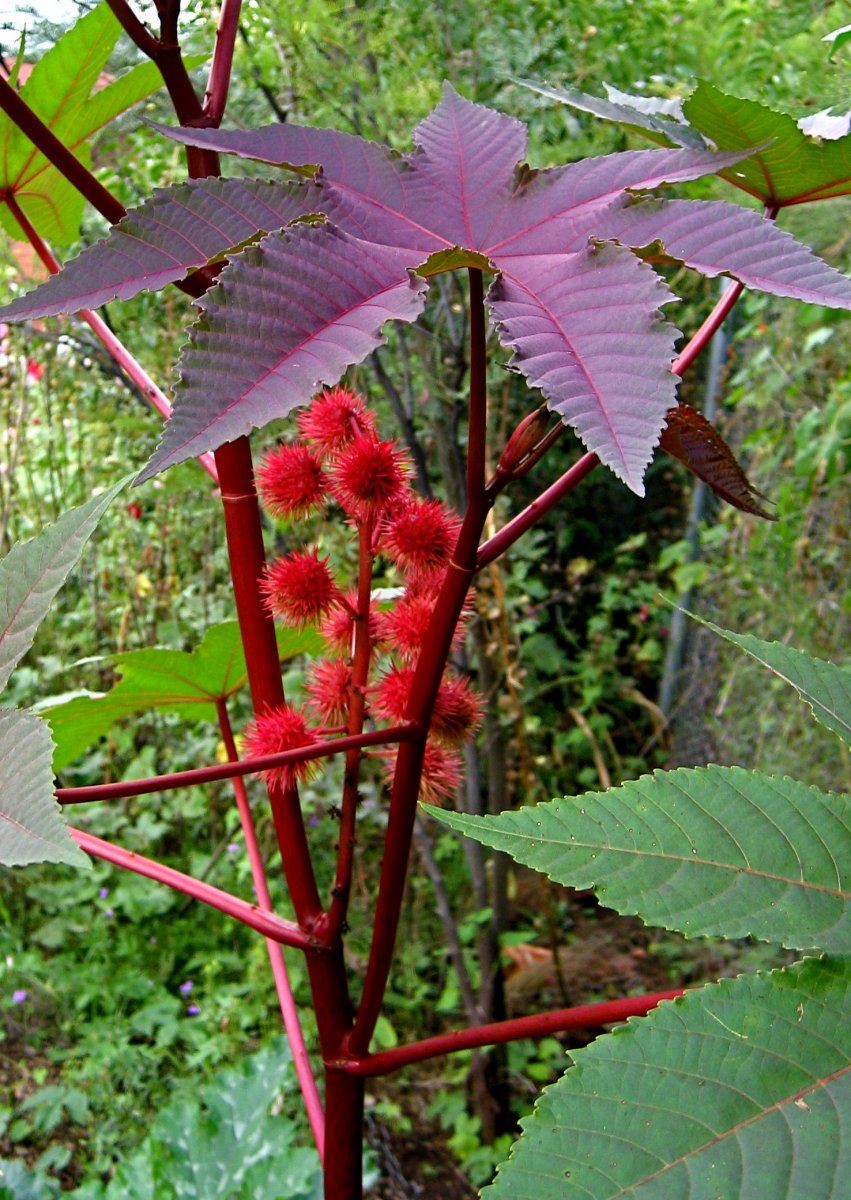 Aceite de Ricino Sulfatado (aceite rojo de Turquía) - Cosmos