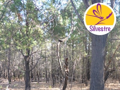 Aceite Esencial de Ciprés Azul Silvestre
