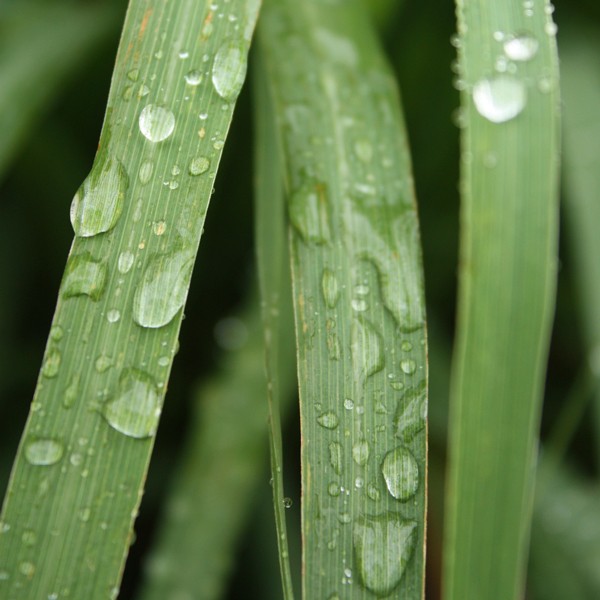 Lemongrass Quimitipo Rodinol