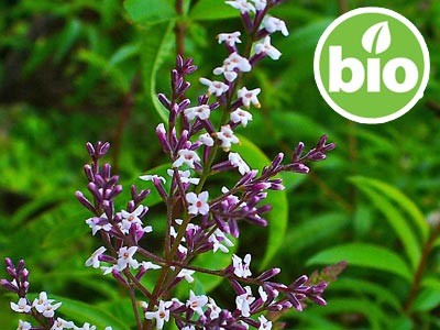 Hierba Luisa BIO