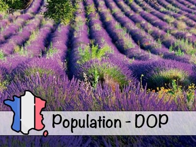 Aceite Esencial de Lavanda de Provenza (DOP) - Francia