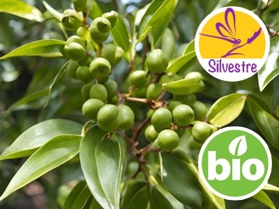 Aceite Esencial de Sugandha Kokila BIO