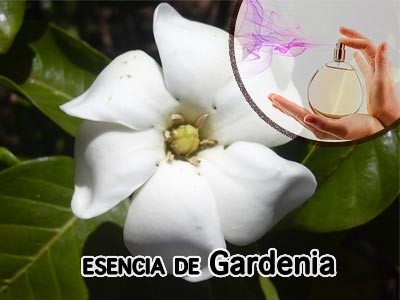 Esencia Aromática de Gardenia