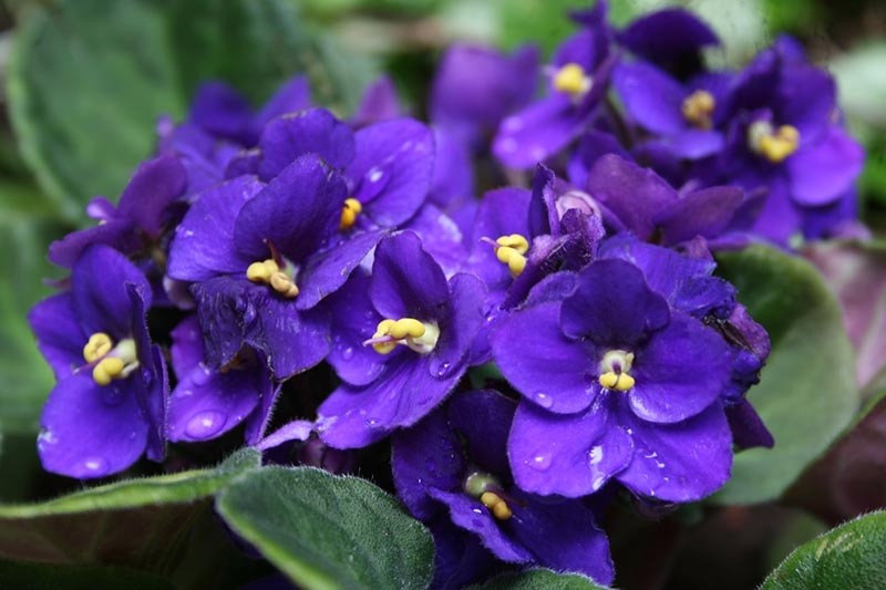 Fragancia de Violeta recién Cortada