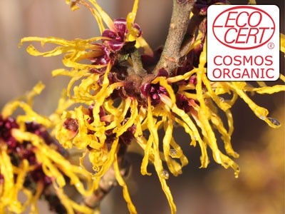 Extracto líquido de Hamamelis Ecocert - Hidroglicerinado.