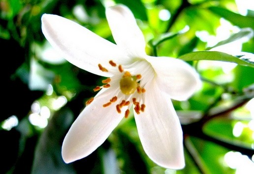Aroma de Azahar
