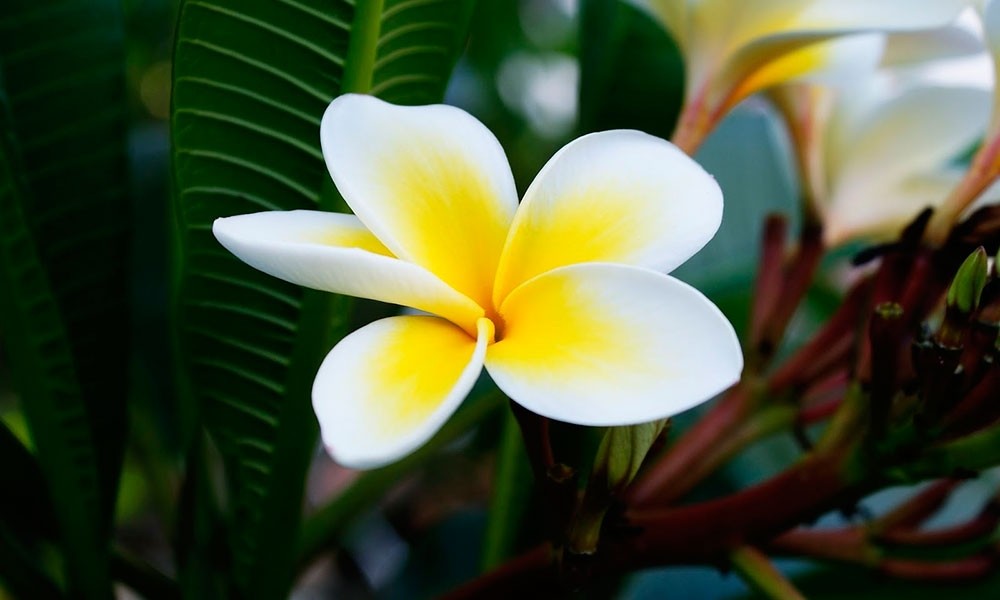 Fragancia de Frangipani