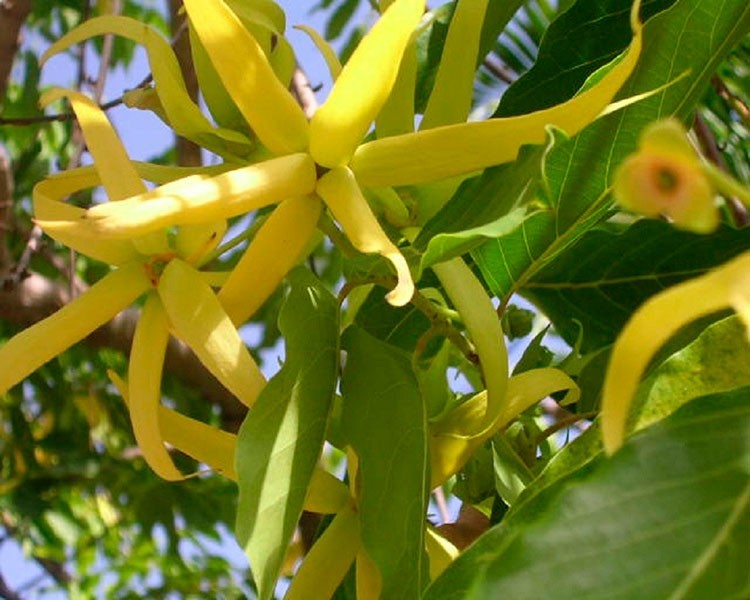 Fragancia de Ylang Ylang