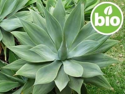 Inulina Vegetal de Ágave - Ecológica