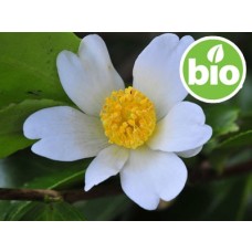 Aceite de Camelia Oleifera Virgen de 1ª presión BIO