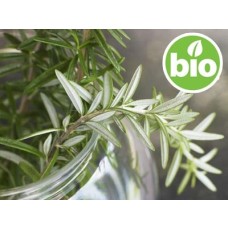 Aceite Esencial de Romero Qt. Alcanfor BIO