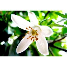 Aroma de Azahar - Hidrosoluble