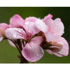 Hidrolato de Geranio BIO