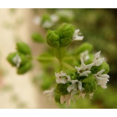 Hidrolato de Mejorana Española BIO