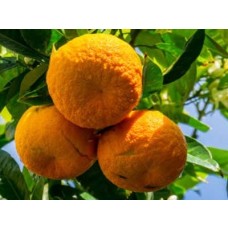 Aceite Esencial de Naranja Amarga