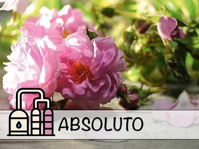 Absoluto de Rosa de Búlgara Otto