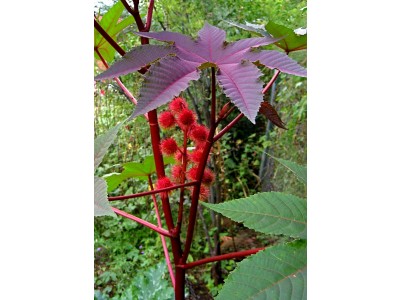 Aceite de Ricino Sulfatado (aceite rojo de Turquía) - Cosmos