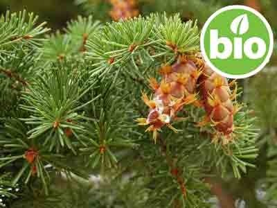 Aceite Esencial de Pino Douglas BIO (Abeto Douglas)