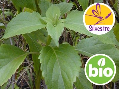 Aceite Esencial de Albahaca Picante - Silvestre BIO