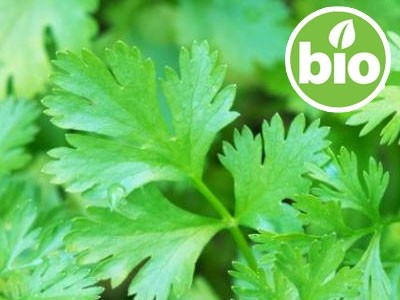 Aceite Esencial de Cilantro BIO - Hojas