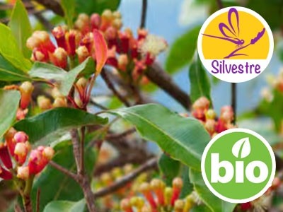 Aceite Esencial de Clavo de Botones florales frescos - Silvestre