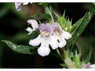 Aceite Esencial de Ajedrea