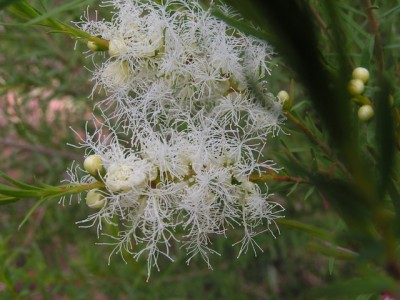 Aceite Esencial de Árbol del té Australiano