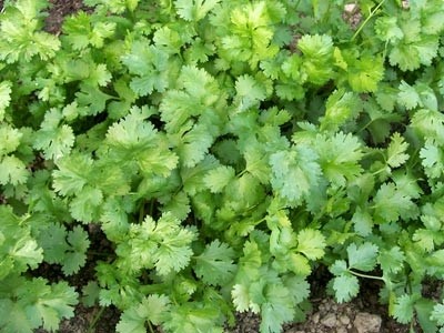 Aceite Esencial de Cilantro - Semillas