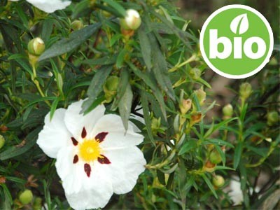 Aceite Esencial de Jara BIO y Silvestre