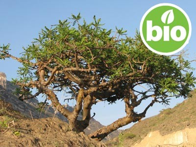 Aceite Esencial de Incienso (Olíbano) - Boswellia carterii BIO