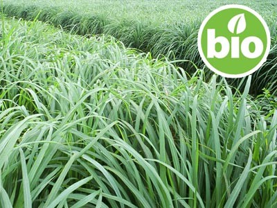 Aceite Esencial de Lemongrass BIO