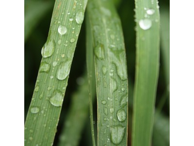 Aceite Esencial de Lemongrass Qt. Rodinol