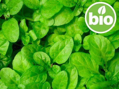 Aceite Esencial de Menta Poleo BIO