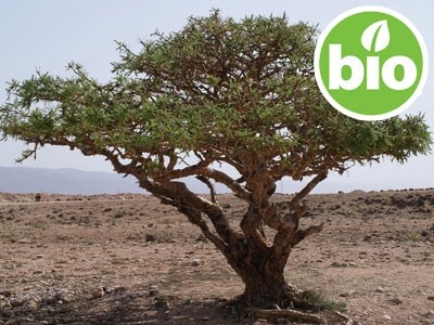 Aceite Esencial de Incienso de la India BIO