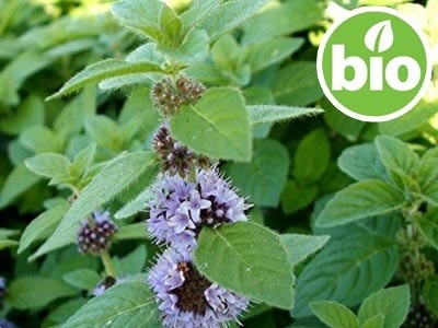 Aceite Esencial de Menta Arvensis / de Campo BIO