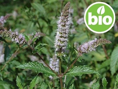 Aceite Esencial de Menta Verde BIO 