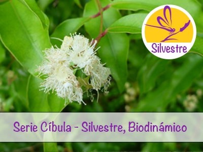 Aceite Esencial de Mirto Anís - Silvestre