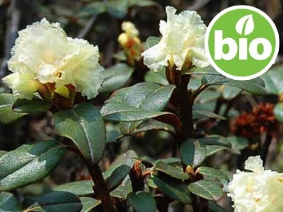 Aceite Esencial de Rododendro Silvestre y BIO