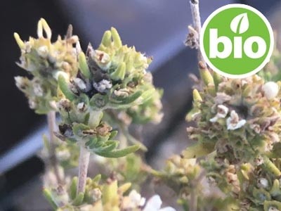 Aceite Esencial de Tomillo Verbena BIO - Qt. Linalol