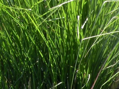 Aceite Esencial de Vetiver de India - Variedad Deg Vopka