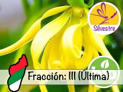 Aceite Esencial de Ylang Ylang III - Silvestre BIO