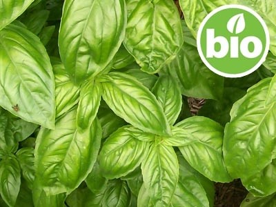Aceite Esencial de Albahaca Exótica BIO