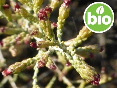 Aceite Esencial de Artemisa Blanca BIO quimiotipo Alcanfor