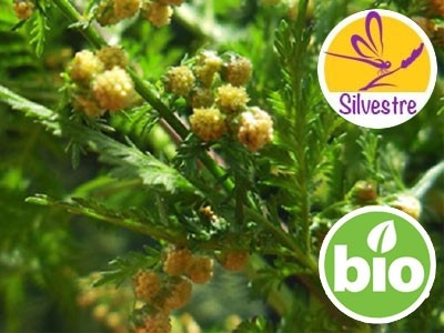 Aceite Esencial de Artemisa Annua BIO - Silvestre