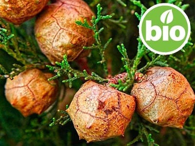 Aceite Esencial de Ciprés BIO