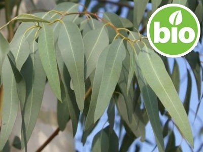 Aceite Esencial de Eucalipto Staigeriana Silvestre