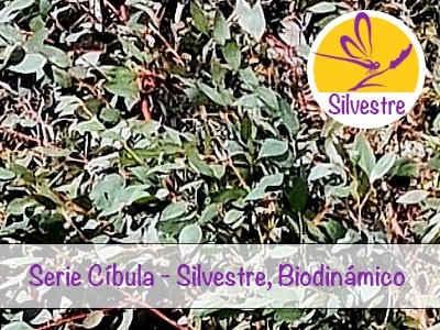 Aceite Esencial de Eucalipto Dives - Silvestre