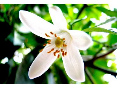 Aroma de Azahar - Hidrosoluble